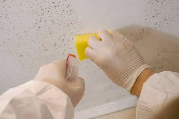 Reliable Steelton, PA Mold Removal Solutions